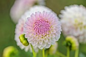 JUST DAHLIAS, CHESHIRE: CLOSE UP OF WHITE, PINK FLOWERS OF DAHLIA ABBIE, PERENNIALS, SEPTEMBER, BLOOMS, BLOOMING, FLOWERING