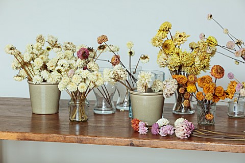 JUST_DAHLIAS_CHESHIRE_DRIED_DAHLIAS_IN_CONTAINERS_JARS_VASES_ON_WOODEN_TABLE_DRYING_CUT_FLOWERS_CUTT