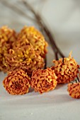 JUST DAHLIAS, CHESHIRE: DRIED DAHLIAS ON TABLE, DRYING, CUT FLOWERS, CUTTING. DAHLIA YELLOW PET
