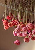 JUST DAHLIAS, CHESHIRE: BATHROOM INSTALLATION OF DRIED PINK DAHLIAS HANGING FROM ROOF