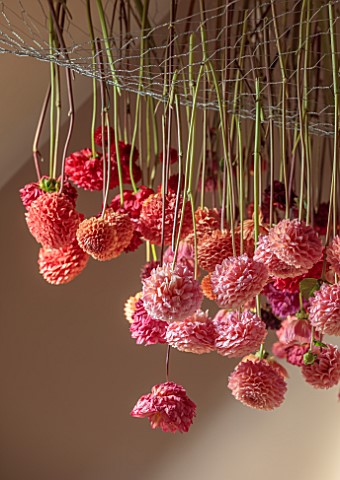JUST_DAHLIAS_CHESHIRE_BATHROOM_INSTALLATION_OF_DRIED_PINK_DAHLIAS_HANGING_FROM_ROOF