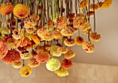 JUST DAHLIAS, CHESHIRE: BATHROOM INSTALLATION OF DRIED YELLOW, ORANGE DAHLIAS HANGING FROM ROOF