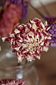 JUST DAHLIAS, CHESHIRE: DRIED DAHLIAS IN CONTAINERS, JARS, VASES ON WOODEN TABLE, DRYING, CUT FLOWERS, CUTTING. DAHLIA STEVIE D
