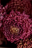JUST DAHLIAS, CHESHIRE: CLOSE UP OF DEEP RED, PURPLE DRIED FLOWERS OF DAHLIA CARSTONE RUBY