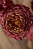 JUST DAHLIAS, CHESHIRE: CLOSE UP OF DEEP RED, PURPLE DRIED FLOWERS OF DAHLIA CORNEL BRONS
