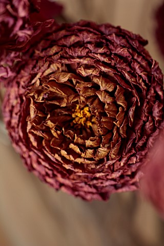 JUST_DAHLIAS_CHESHIRE_CLOSE_UP_OF_DEEP_RED_PURPLE_DRIED_FLOWERS_OF_DAHLIA_CORNEL_BRONS