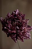 JUST DAHLIAS, CHESHIRE: DRIED DARK PURPLE, BLACK FLOWER OF DAHLIA PEPPERMINT SPLASH, FLOWER ARRANGING, DECORATIVE, CUT FLOWERS
