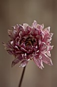 JUST DAHLIAS, CHESHIRE: DRIED PINK FLOWER OF DAHLIA SILVER YEARS, FLOWER ARRANGING, DECORATIVE, CUT FLOWERS