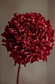 JUST DAHLIAS, CHESHIRE: DRIED DARK RED FLOWER OF DAHLIA CARSTONE RUBY, FLOWER ARRANGING, DECORATIVE, CUT FLOWERS