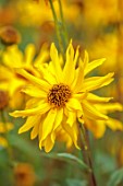 WILDEGOOSE NURSERY, SHROPSHIRE: CLOSE UP OF YELLOW FLOWERS OF UNKNOWN  HELIANTHUS CULTIVAR, FLOWERING, BLOOMING, FALL, AUTUMN