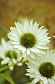 WILDEGOOSE NURSERY, SHROPSHIRE: PLANT PORTRAIT OF CREAM, PALE GREEN FLOWERS OF ECHINACEA PURPUREA VIRGIN, PERENNIALS, FLOWERING, BLOOMING