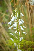 WILDEGOOSE NURSERY, SHROPSHIRE: PLANT PORTRAIT OF WHITE FLOWERS OF GALTONIA CANDICANS, BULBS, AGM, FLOWERING, BLOOMING, FALL