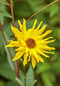WILDEGOOSE NURSERY, SHROPSHIRE: CLOSE UP OF YELLOW FLOWERS OF UNKNOWN  HELIANTHUS CULTIVAR, FLOWERING, BLOOMING, FALL, AUTUMN