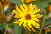 THE DOWER HOUSE, DERBYSHIRE: CLOSE UP OF YELLOW FLOWERS OF HELIANTHUS X LAETIFLORUS MISS MELLISH, FLOWERING, BLOOMING, PERENNIALS