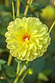 THE DOWER HOUSE, DERBYSHIRE: YELLOW FLOWERS OF DAHLIA GLORIE VAN HEEMSTEDE, SEPTEMBER, SINGLE, BLOOM, BLOOMING, FALL, AUTUMN