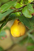 THE DOWER HOUSE, DERBYSHIRE: CLOSE UP OF YELLOW FRUITS OF QUINCE, CYDONIA OBLONGA MEECHS PROLIFIC, QUINCES, TREES, SHRUBS, DECIDUOUS