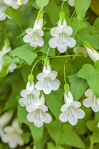 THE_DOWER_HOUSE_DERBYSHIRE_WHITE_FLOWERS_OF_ASARINA_SCANDENS_SNOW_WHITE_CLIMBING_SNAPDRAGON_CLIMBERS