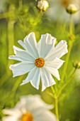 THE DOWER HOUSE, DERBYSHIRE: WHITE FLOWERS OF COSMOS BIPINNATUS PURITY, ANNUALS, COTTAGE, FLOWERING, BLOOMS, BLOOMING
