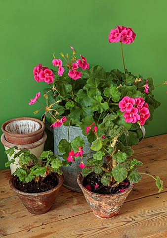 ASHBROOK_HOUSE_NORTHAMPTONSHIRE_TERRACOTTA_CONTAINERS_WITH_PINK_GERANIUMS_IN_CONSERVATORY_GREEN_WALL