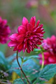 ST TIMOTHEE, BERKSHIRE: PLANT PORTRAIT OF RED, PINK, FLOWERS OF DAHLIA ARABIAN NIGHT, BLOOMING, PERENNIALS