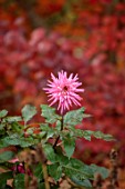 ST TIMOTHEE, BERKSHIRE: PLANT PORTRAIT OF PINK FLOWERS OF DAHLIA, BLOOMING, PERENNIALS