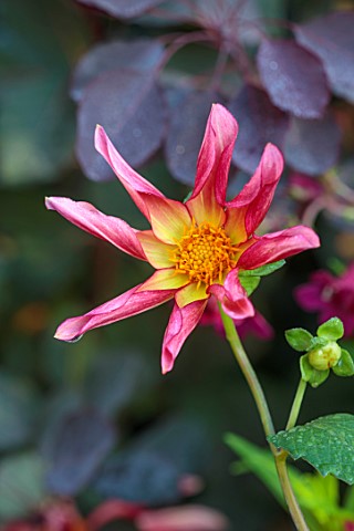 ST_TIMOTHEE_BERKSHIRE_PLANT_PORTRAIT_OF_PINK_YELLOW_FLOWERS_OF_DAHLIA_HONKA_SURPRISE_BLOOMING_PERENN