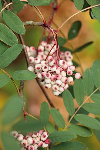 THE_DOWER_HOUSE_DERBYSHIRE_PORTRAIT_OF_PINK_CREAM_WHITE_BERRIES_FRUITS_OF_SORBUS_PSEUDOHUPEHENSIS_PI
