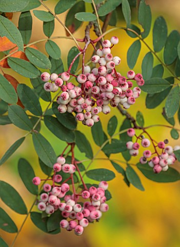 THE_DOWER_HOUSE_DERBYSHIRE_PORTRAIT_OF_PINK_CREAM_WHITE_BERRIES_FRUITS_OF_SORBUS_PSEUDOHUPEHENSIS_PI