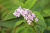 THE DOWER HOUSE, DERBYSHIRE: PLANT PORTRAIT OF PALE PINK FLOWERS OF HYDRANGEA SERRATA TIARA, FLOWERING, BLOOMS, BLOOMING, SHRUBS