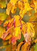 THE DOWER HOUSE, DERBYSHIRE: PLANT PORTRAIT OF YELLOW, ORANGE, RED LEAVES OF PARROTIA PERSICA VANESSA, PERSIAN IRONWOOD TREES, FALL, FOLIAGE