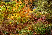 THE DOWER HOUSE, DERBYSHIRE: PLANT PORTRAIT OF YELLOW, ORANGE, RED LEAVES OF PARROTIA PERSICA VANESSA, PERSIAN IRONWOOD TREES, FALL, FOLIAGE, WOODLAND