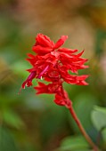 THE DOWER HOUSE, DERBYSHIRE: PLANT PORTRAIT OF RED FLOWERS OF SALVIA VAN - HOUTTEI, SAGES, FLOWERING, BLOOMS, BLOOMING, PERENNIALS