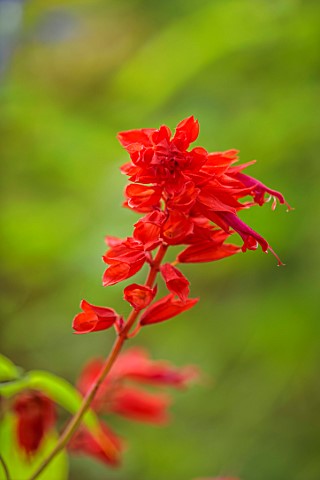 THE_DOWER_HOUSE_DERBYSHIRE_PLANT_PORTRAIT_OF_RED_FLOWERS_OF_SALVIA_VAN__HOUTTEI_SAGES_FLOWERING_BLOO