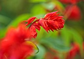 THE DOWER HOUSE, DERBYSHIRE: PLANT PORTRAIT OF RED FLOWERS OF SALVIA VAN - HOUTTEI, SAGES, FLOWERING, BLOOMS, BLOOMING, PERENNIAL