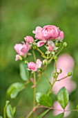 THE DOWER HOUSE, DERBYSHIRE: PLANT PORTRAIT OF PINK FLOWERS OF ROSE, ROSA THE FAIRY, FLOWERING, BLOOMS, BLOOMING, ROSES, SHRUBS