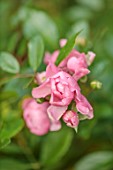 THE DOWER HOUSE, DERBYSHIRE: PLANT PORTRAIT OF PINK FLOWERS OF ROSE, ROSA THE FAIRY, FLOWERING, BLOOMS, BLOOMING, ROSES, SHRUBS