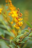 BLUEBELL ARBORETUM AND NURSERY, DERBYSHIRE: CLOSE UP PORTRAIT OF YELLOW, ORANGE FLOWERS OF MAHONIA X NITENS HYBRIDS, FRAGRANCE, SCENTED, SHRUBS