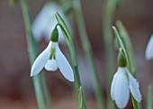 THENFORD GARDENS AND ARBORETUM, NORTHAMPTONSHIRE: CLOSE UP OF WHITE, GREEN, FLOWERS OF SNOWDROPS, GALANTHUS ELWESII PETER GATEHOUSE