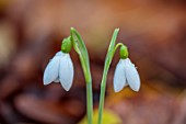 THENFORD GARDENS AND ARBORETUM, NORTHAMPTONSHIRE: CLOSE UP OF WHITE, GREEN, FLOWERS OF SNOWDROPS, GALANTHUS ELWESII BARNES