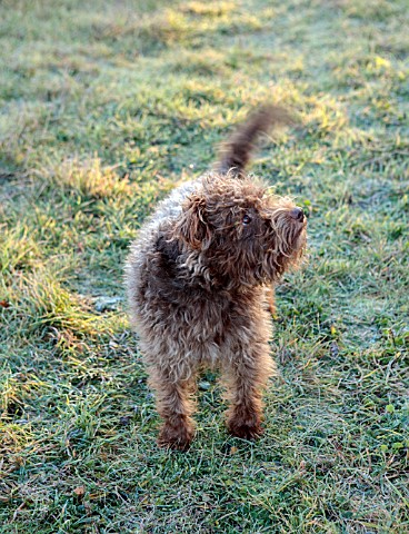BABYLON_FLOWERS_OXFORDSHIRE__FROST_DECEMBER_WINTER_COCO_THE_DOG