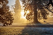MORTON HALL, WORCESTERSHIRE: THE MAIN DRIVE AND PARKLAND IN DECEMBER, JANUARY, SNOW, FROST, WINTER, MEADOW, TREES, WOODEN BENCHES, SEATS, SUNRISE, SEQUOIADENDRON GIGANTEA