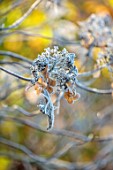 MORTON HALL, WORCESTERSHIRE: CLOSE UP OF HYDRANGEA ASPERA VILLOSA, WINTER, DECIDUOUS, SHRUBS, FORST, FROSTY, FROSTED, JANUARY