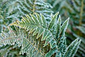 MORTON HALL, WORCESTERSHIRE: FERNS, POLYSTICHUM SETIFERUM, GREEN, FROST, FROSTY, FROSTED, WINTER, JANUARY