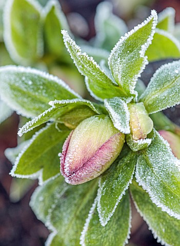 MORTON_HALL_WORCESTERSHIRE_CLOSE_UP_OF_UNNAMED_HELLEBORE_HELLEBORUS_FROST_FROSTY_FROSTED_EMERGING_BU