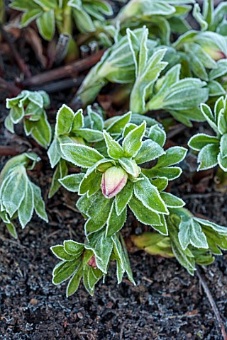 MORTON_HALL_WORCESTERSHIRE_CLOSE_UP_OF_UNNAMED_HELLEBORE_HELLEBORUS_FROST_FROSTY_FROSTED_EMERGING_BU