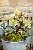 GOLD COLLECTION HELLEBORES: METAL BUCKET, CONTAINER WITH WHITE, GREEN, PEACH FLOWERS OF GOLD COLLECTION HELLEBORE SNOW DANCE, PERENNIALS, FLOWERS, JANUARY, WINTER