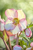 GOLD COLLECTION HELLEBORES: PINK, GREEN, CREAM FLOWERS OF GOLD COLLECTION HELLEBORE HGC ICE N ROSES PICOTEE, PERENNIALS, FLOWERS, JANUARY, WINTER