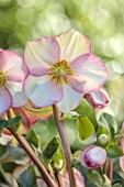 GOLD COLLECTION HELLEBORES: PINK, GREEN, CREAM FLOWERS OF GOLD COLLECTION HELLEBORE HGC ICE N ROSES PICOTEE, PERENNIALS, FLOWERS, JANUARY, WINTER