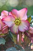 GOLD COLLECTION HELLEBORES: PINK, RED, CREAM FLOWERS OF GOLD COLLECTION HELLEBORE HGC ICE N ROSES EARLY ROSE, PERENNIALS, FLOWERS, JANUARY, WINTER