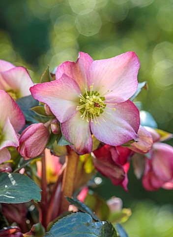 GOLD_COLLECTION_HELLEBORES_PINK_RED_CREAM_FLOWERS_OF_GOLD_COLLECTION_HELLEBORE_HGC_ICE_N_ROSES_EARLY